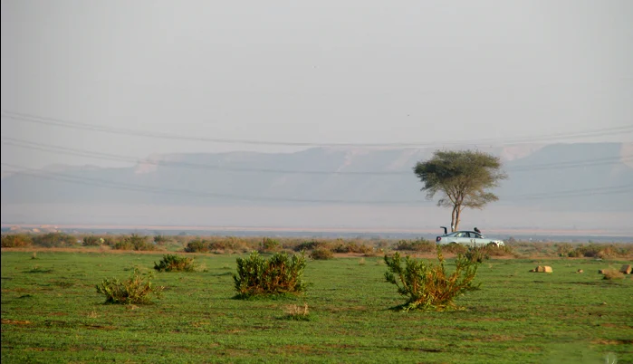 A green desert plain with shrubs, an acacia and a car on a desert trip